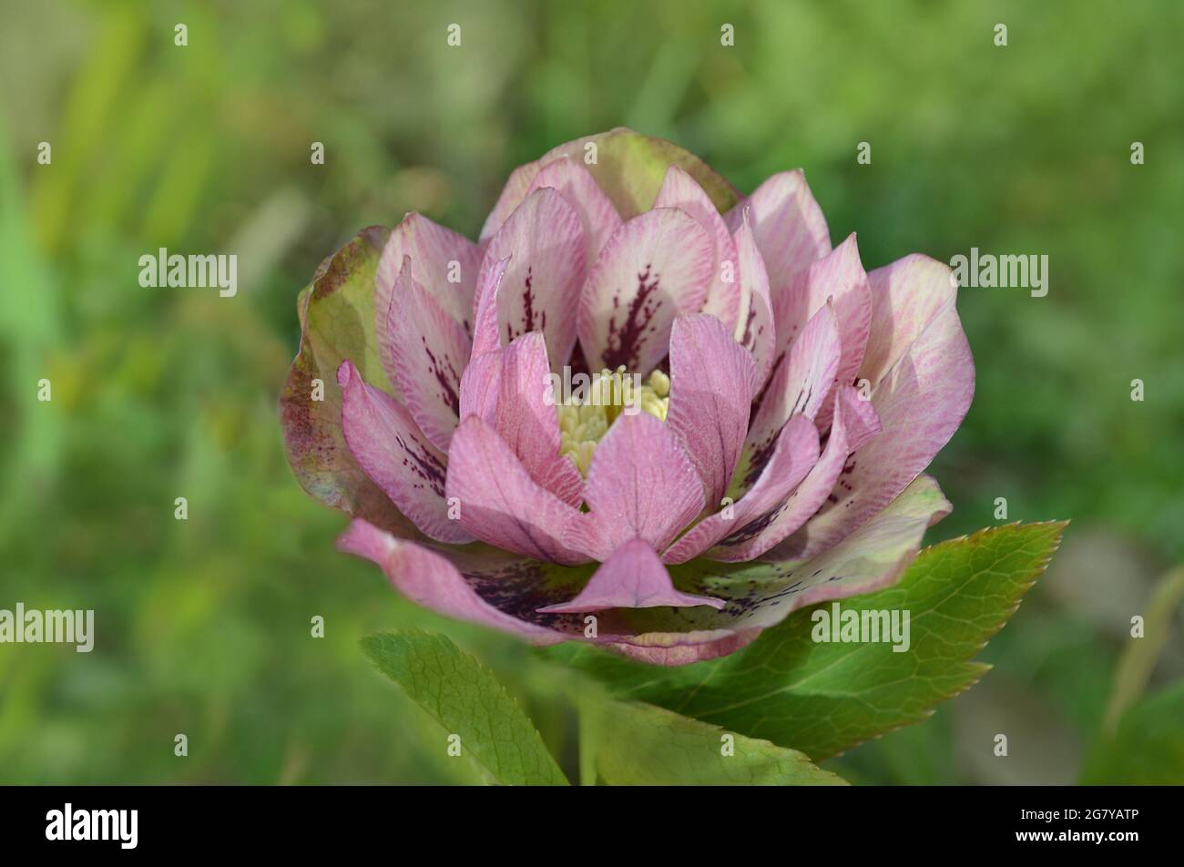 Helleborus blüht im Frühling im Garten. Weihnachtsrose ist eine der frühesten Blütenblüten. Hellebores blühende Pflanze. Stockfoto