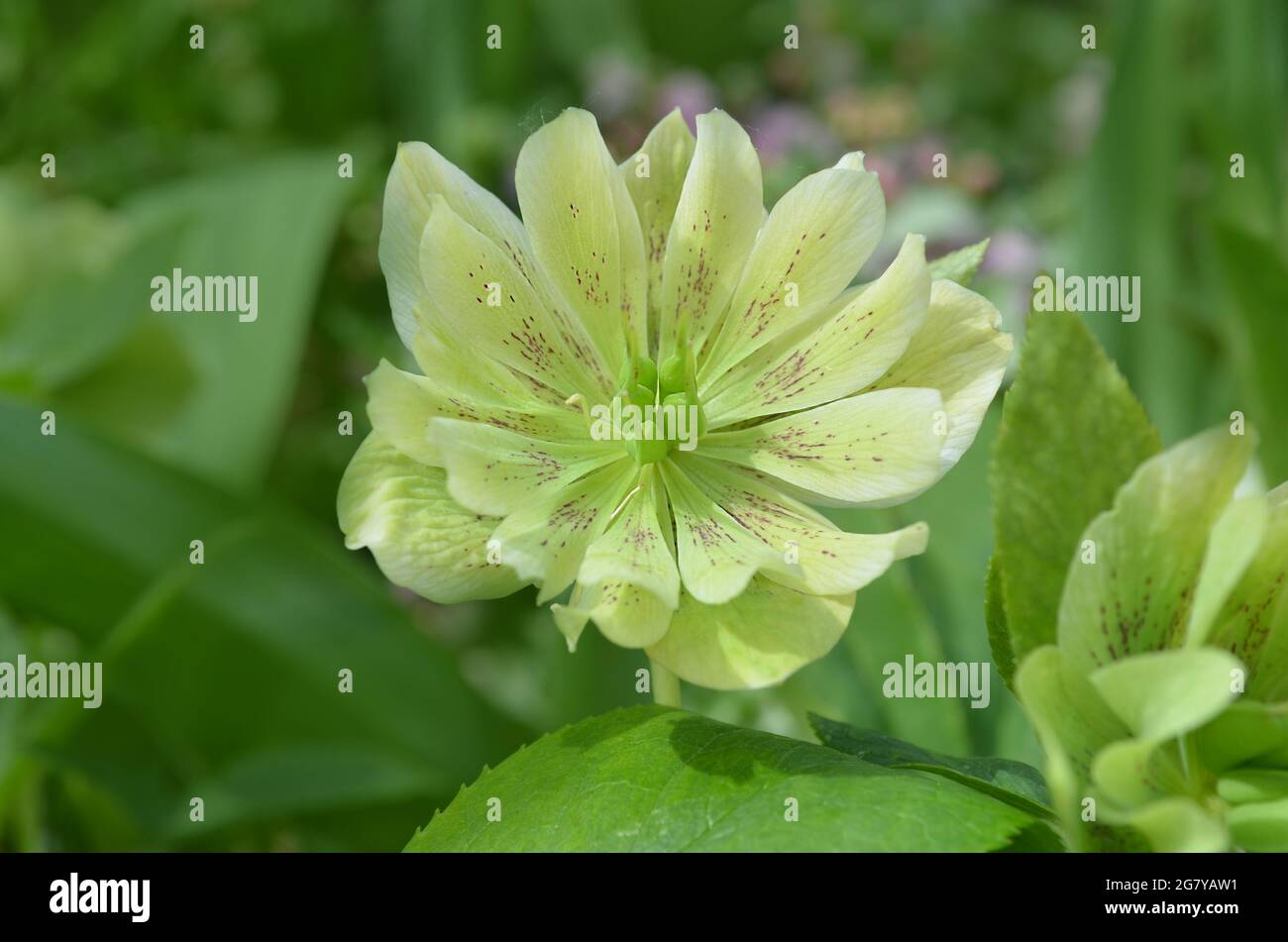 Helleborus blüht im Frühling im Garten. Weihnachtsrose ist eine der frühesten Blütenblüten. Hellebores blühende Pflanze. Stockfoto