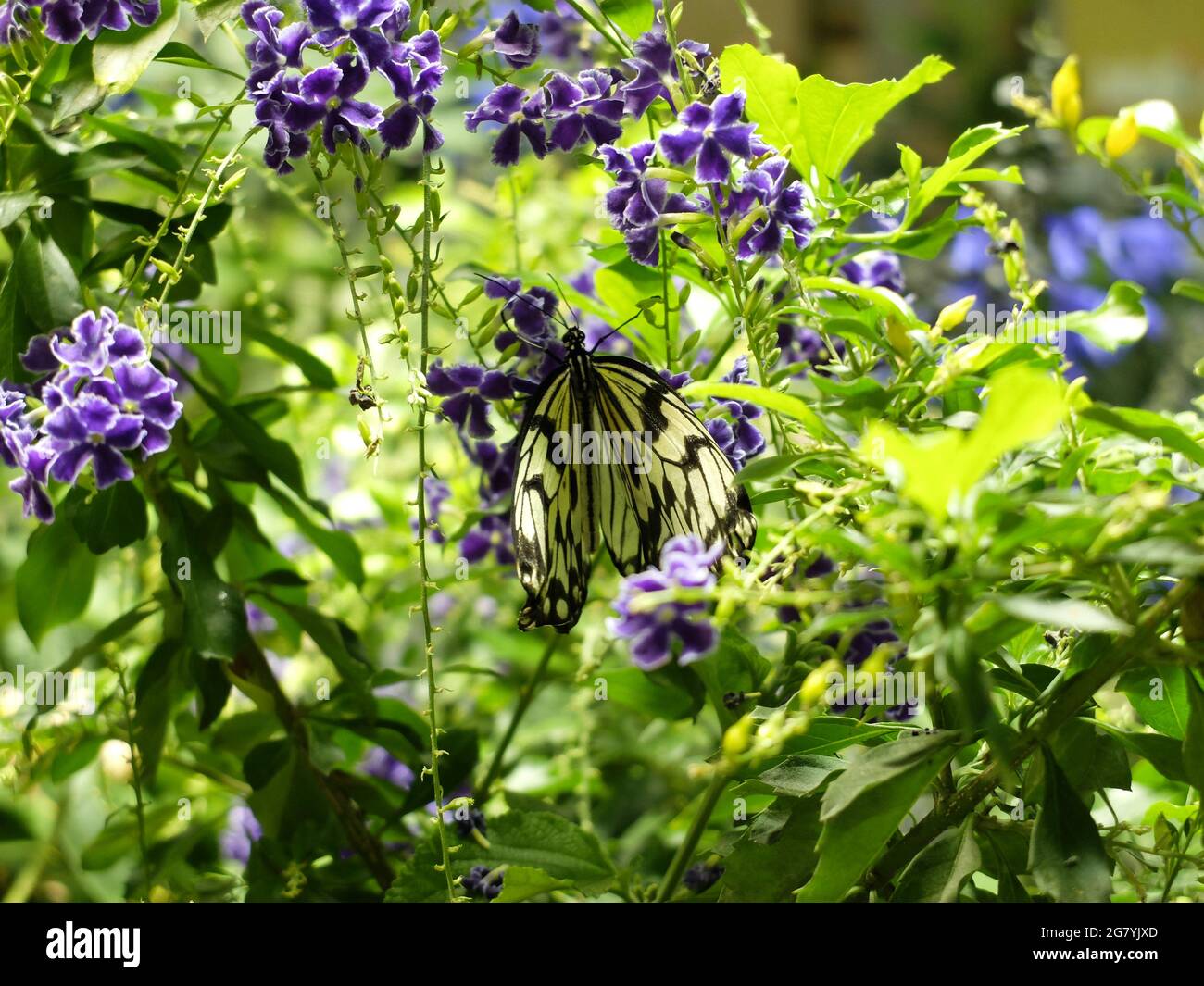 Schmetterling auf einem Blatt mit Blumen Stockfoto