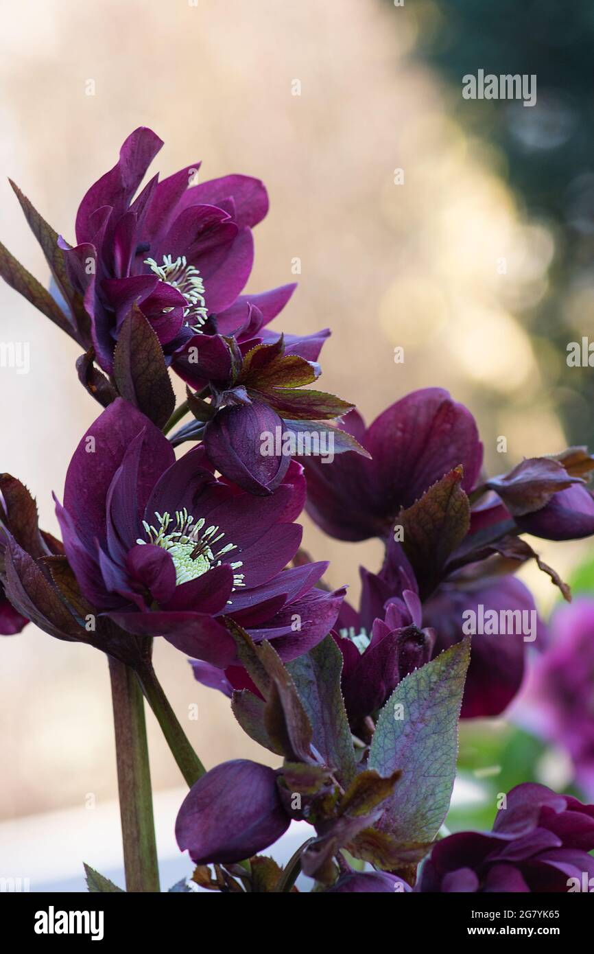 Helleborus blüht im Frühling im Garten. Weihnachtsrose ist eine der frühesten Blütenblüten. Hellebores blühende Pflanze. Stockfoto