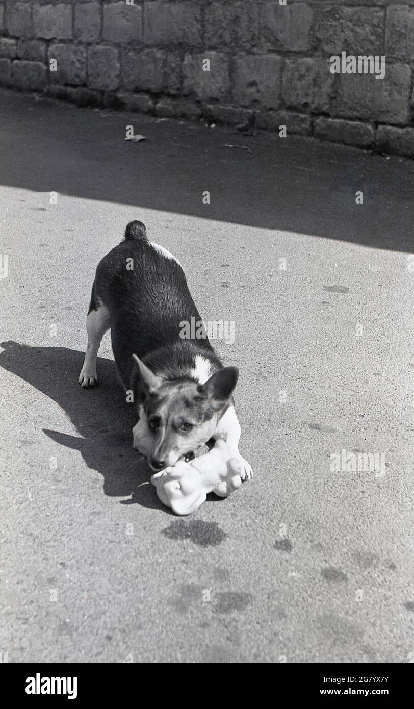 1960er Jahre, historisch, draußen in einem Innenhof, ein Cardigan welsh Corgi Hund mit einem Gummi Elefant Spielzeug im Mund, Cheltenham, England, Großbritannien. Niedergezogene Hunde, mit kurzen Beinen und einer tiefen Brust, wurden ursprünglich zu Rindern, Schafen und Pferden gezüchtet. Verspielte, kluge und liebevolle Hunde, sie gedeihen von geistiger Stimulation und körperlicher Aktivität. Stockfoto