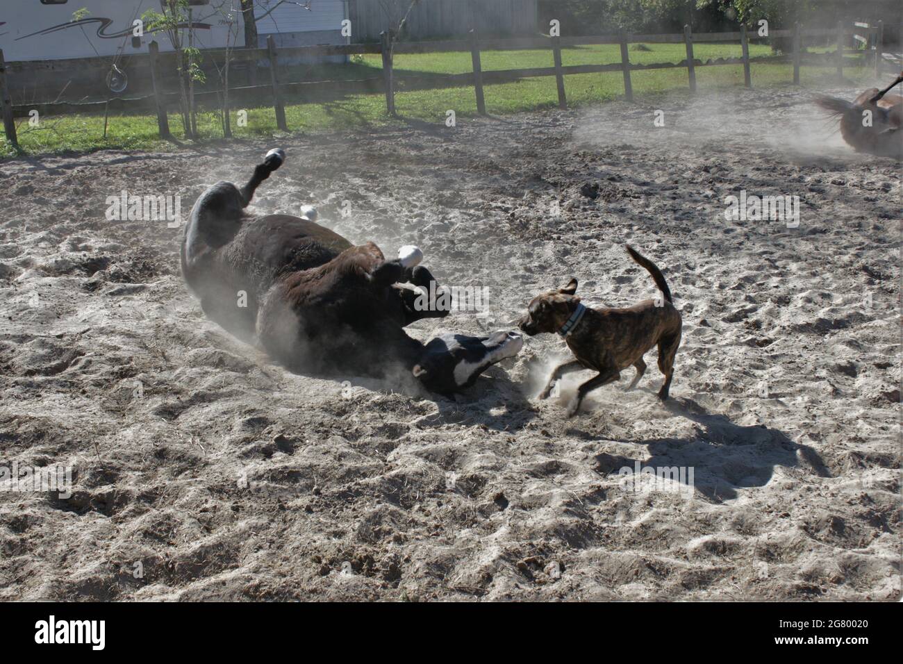 Ein Pferd rollt mit dem besten Freund des Menschen im Sand; ein Dag Stockfoto