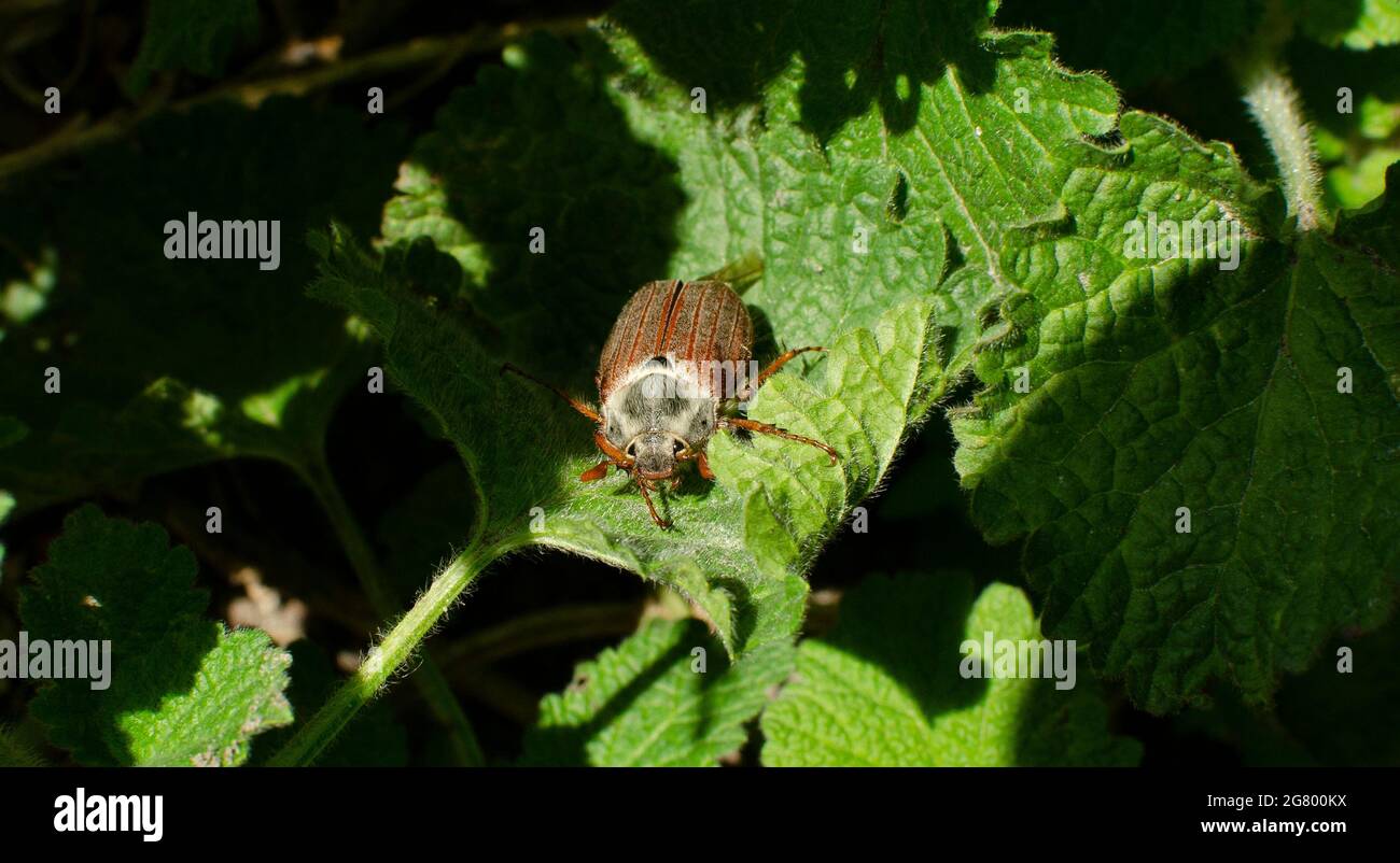 Kann Käfer Makro. Juni-Käfer auf grünem Blatt Nahaufnahme Stockfoto