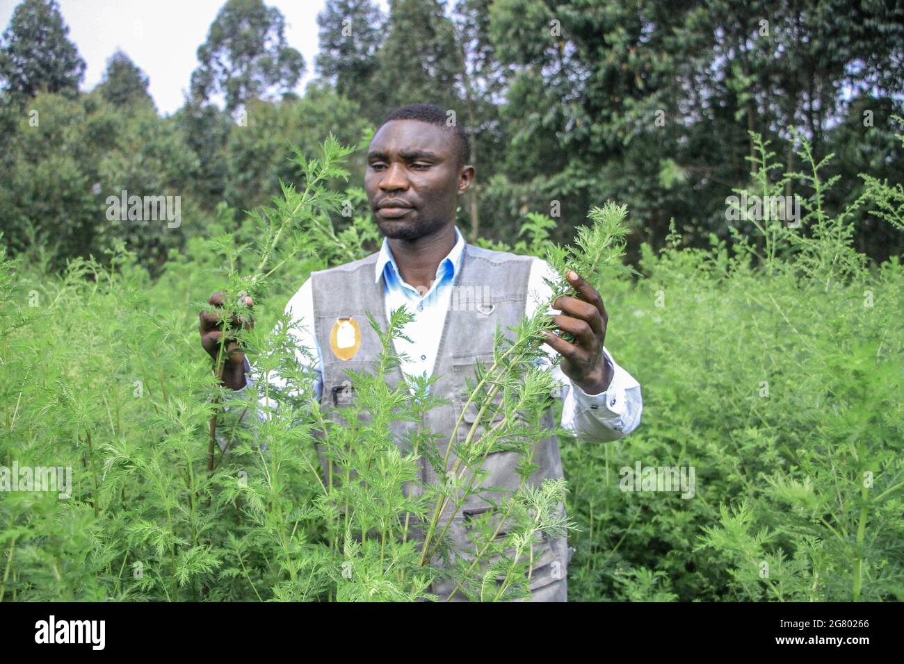 Goma, Demokratische Republik Kongo. Juli 2021. Der Patient Kaloma, ein  medizinischer Forscher und von den Einwohnern der Stadt „Doktor Artemisia“  genannt, überprüft am 5. Juli 2021 seine Artemisia annua-Pflanzen in der  Gemeinde
