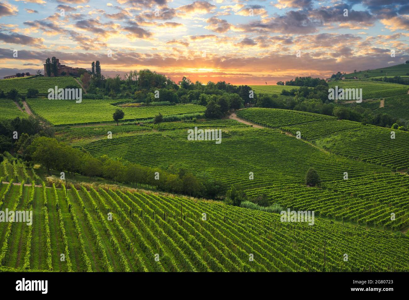 Wunderschöne Weinberge bei Sonnenuntergang in Langhe, Piemont, Italien Stockfoto