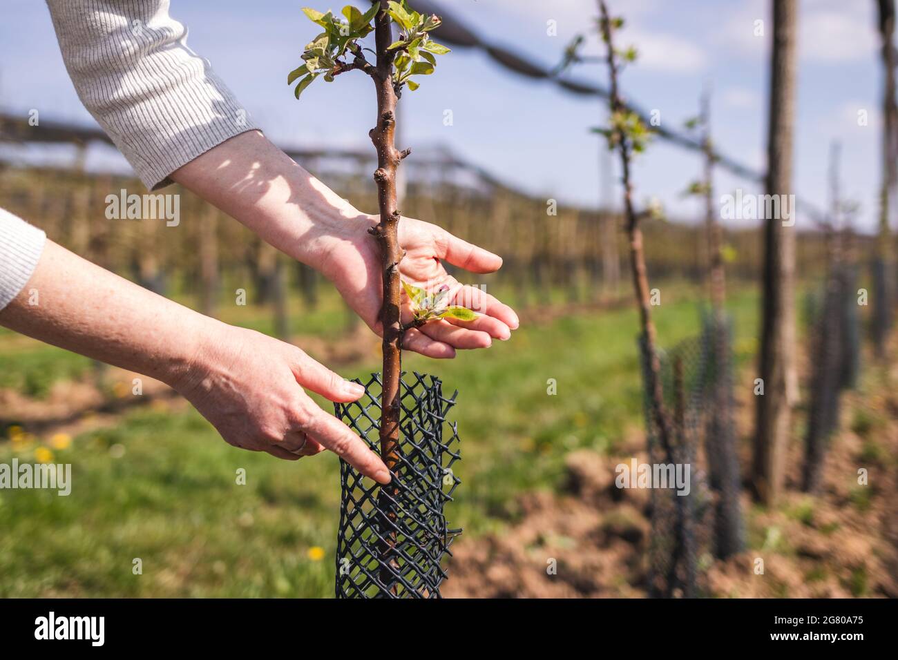 Der Landarbeiter wickelt das schützende Plastiknetz bei der Fruchtbäumung im Obstgarten ein. Gartenarbeit und landwirtschaftliche Tätigkeit im Frühjahr. Apfelbaum in Bio-Bauernhof Stockfoto
