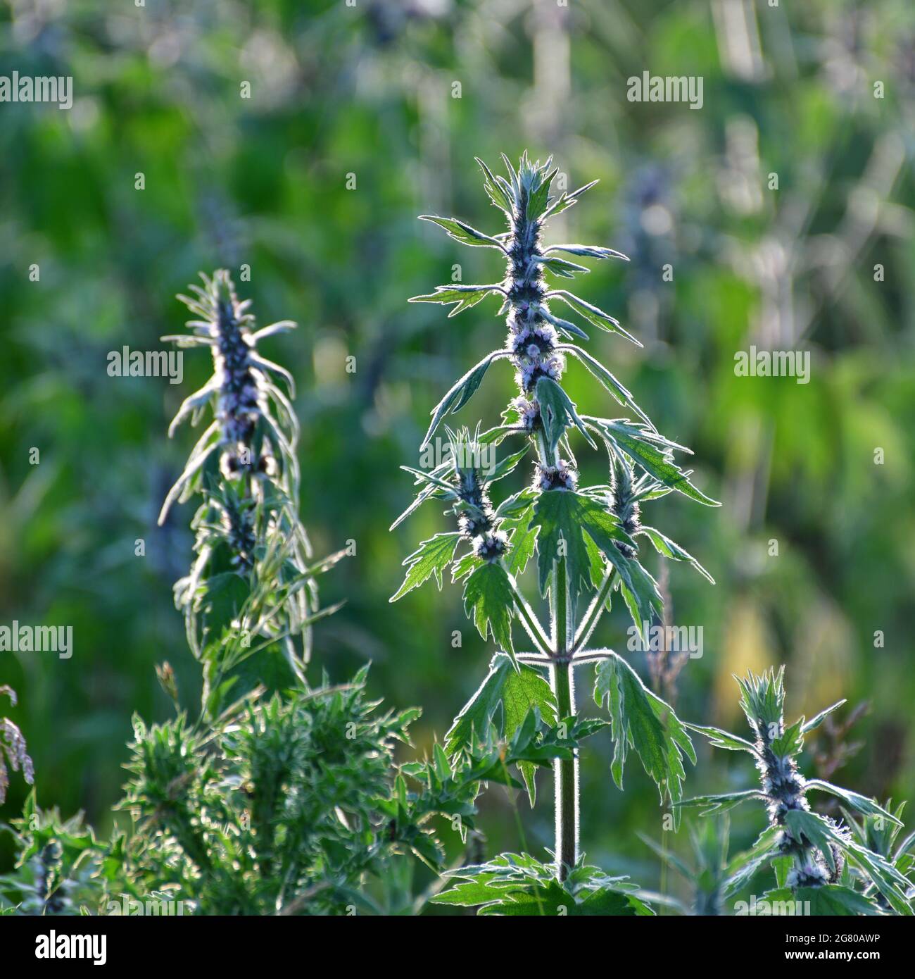 Motherwort - eine Heilpflanze mit einen beruhigenden Effekt Stockfoto
