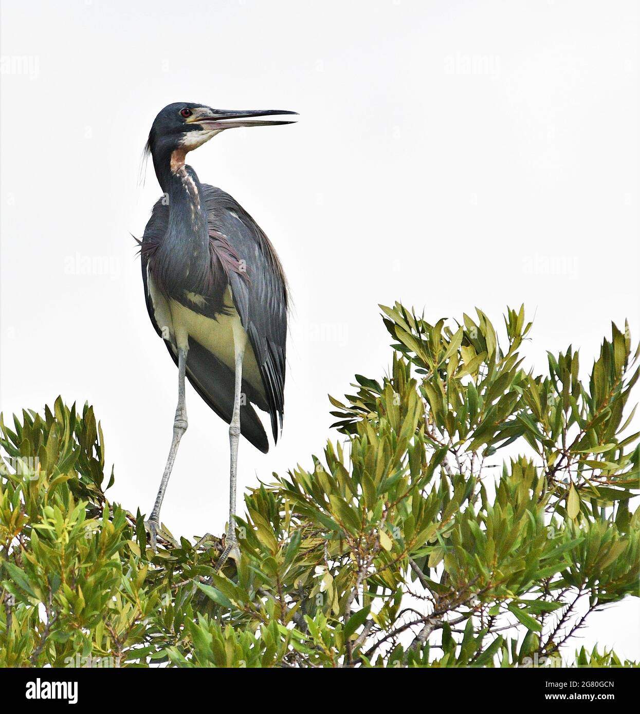 Schöner dreifarbiger Reiher, der über einem Feuchtgebiet thront. Stockfoto
