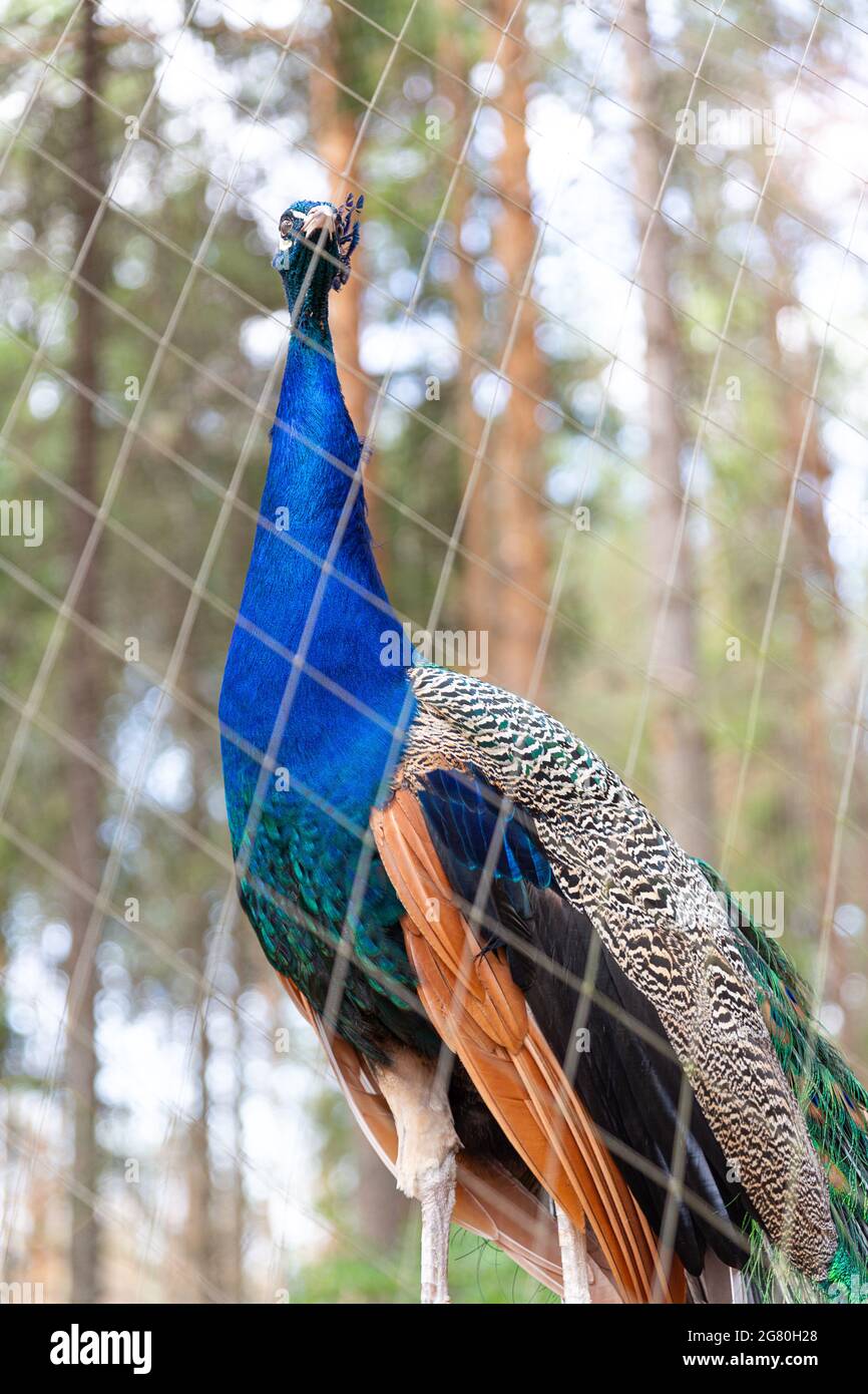 Ein schöner, mehrfarbiger Pfau sitzt seitlich auf einem Barsch und schaut auf die Kamera im Zoo. Vögel im Käfig, Tiere in Gefangenschaft. Vogelbeobachtung Stockfoto