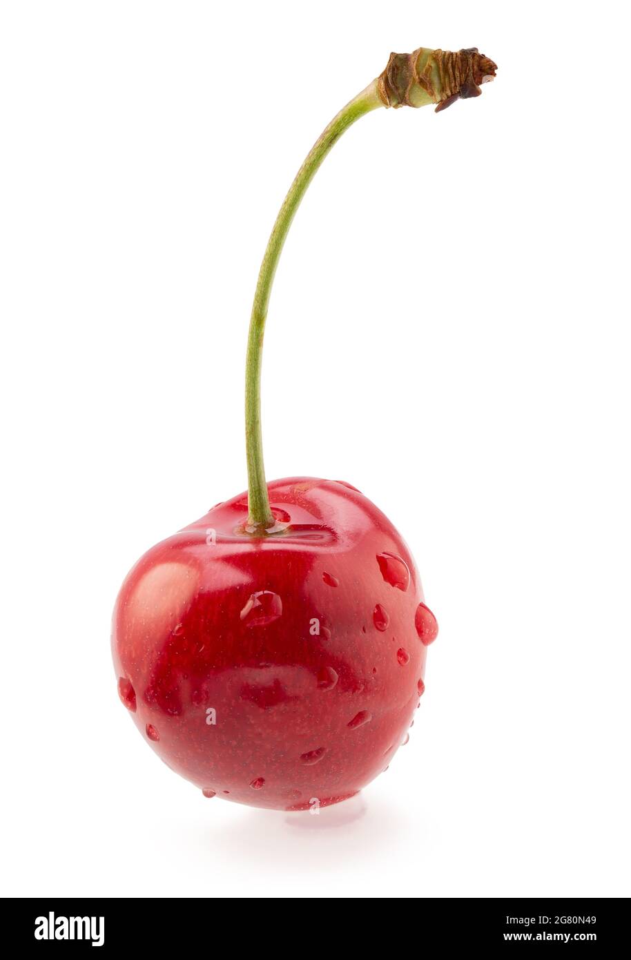 Rote Süßkirsche mit Wassertropfen isoliert auf weißem Hintergrund. Stockfoto