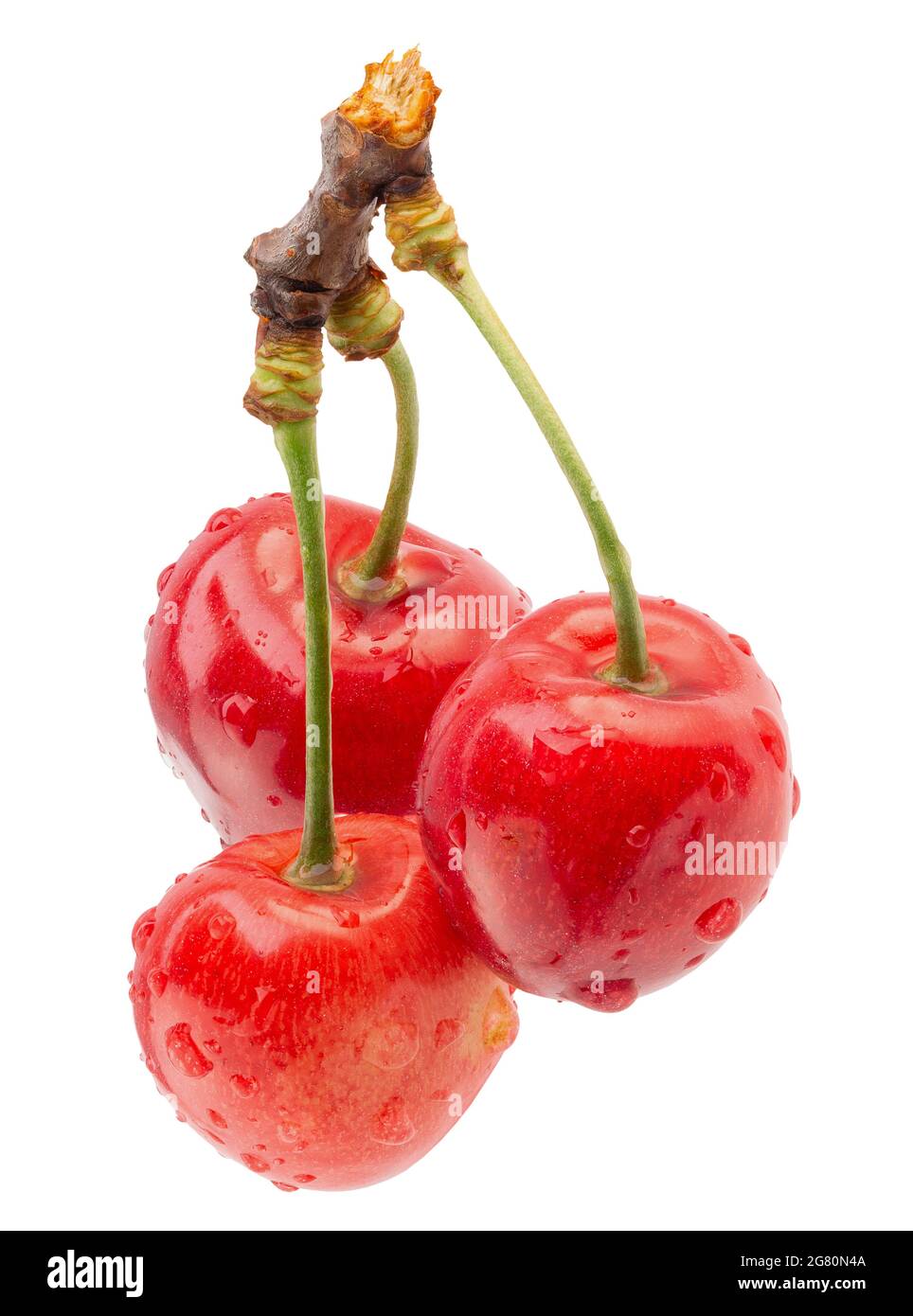 Rote Süßkirschen mit Wassertropfen isoliert auf weißem Hintergrund. Stockfoto