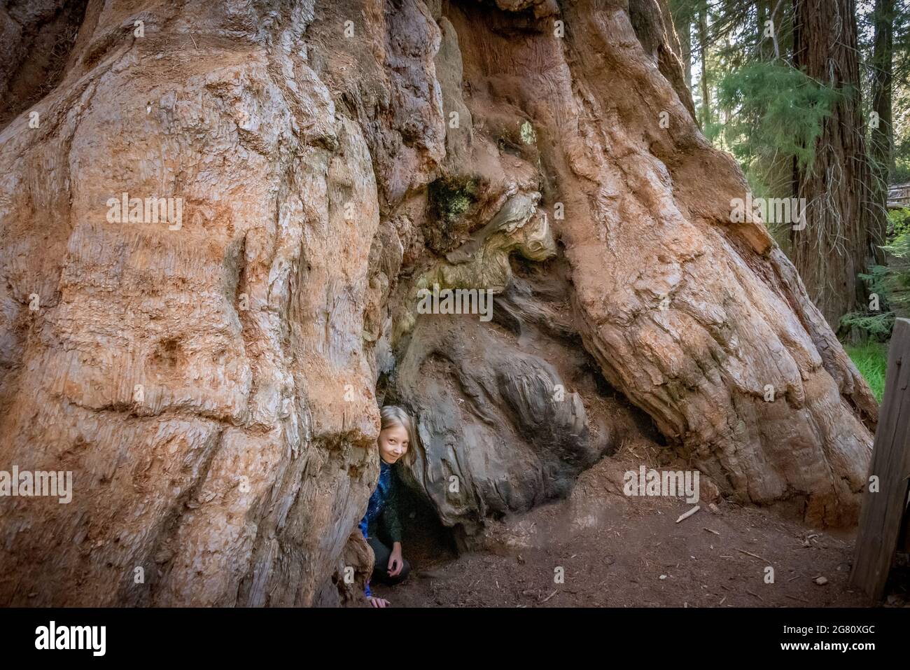 Ein Kind klettert in Grant Grove im Kings Canyon National Park durch den Fuß eines riesigen Mammutbaums. Stockfoto