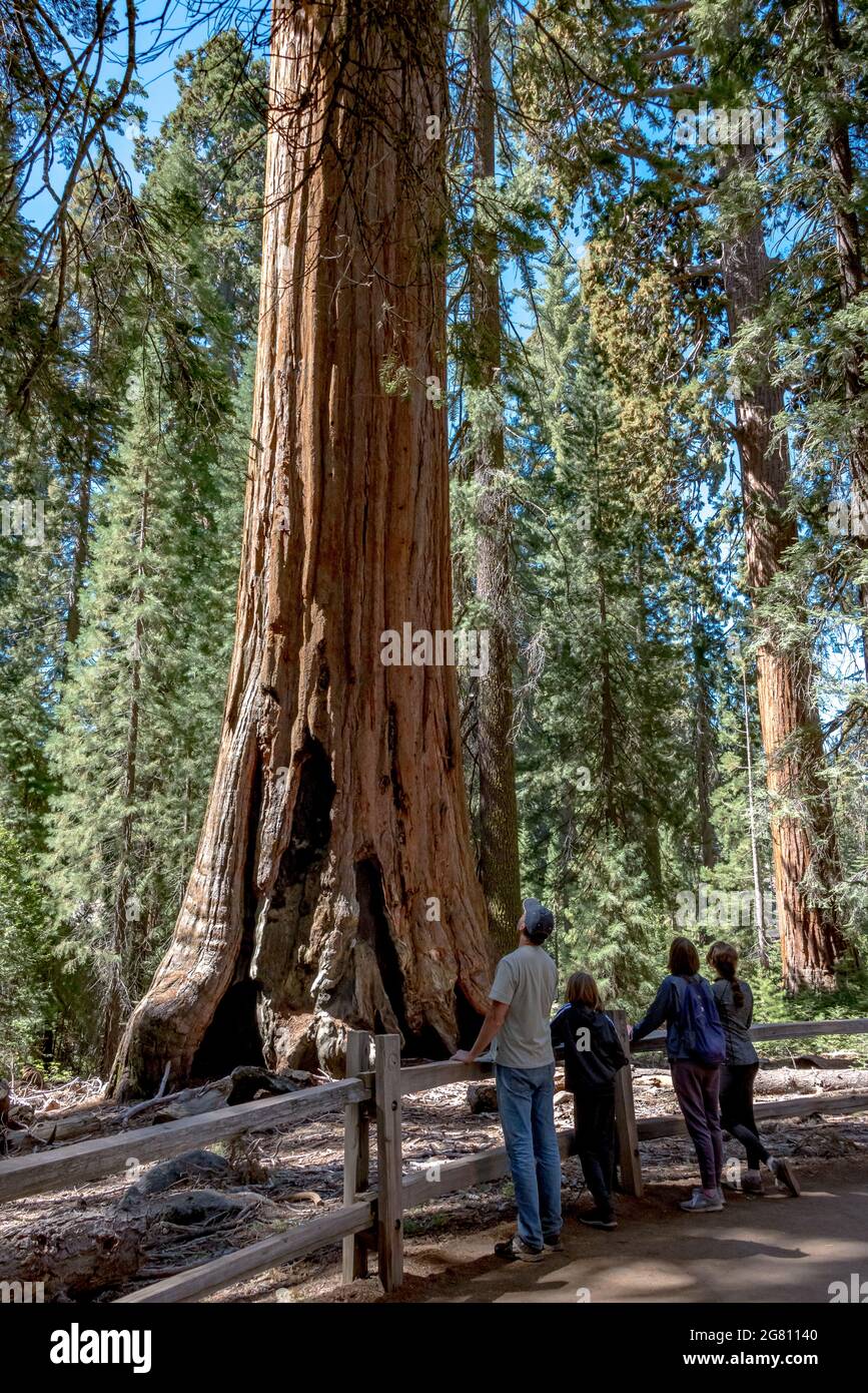 Eine Familie blickt auf den California Tree, einen riesigen Mammutbaum, dessen Spitze 1967 vom Blitz getroffen wurde und der trotz des Verlusts von 25 Fuß von seiner Krone lebt Stockfoto