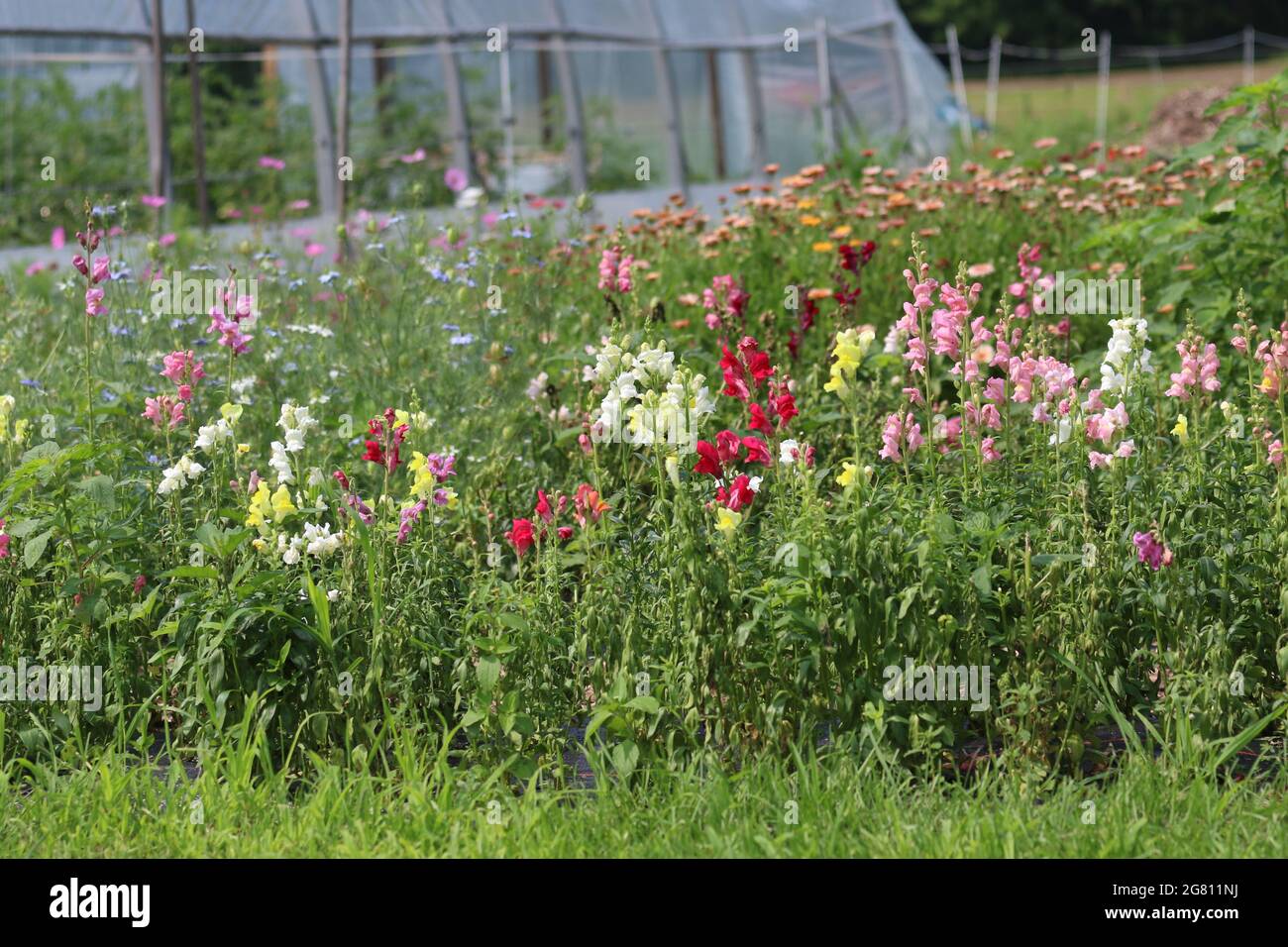 Eine Vielzahl von Blumen blüht im Sommer auf einer eigenen Blumenfarm Stockfoto