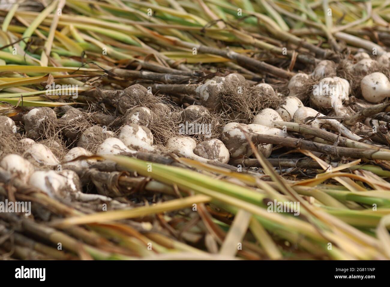 Frischer Knoblauch, der auf einem Bio-Bauernhof geerntet wird und im Sommer zum Trocknen ausbreitete Stockfoto