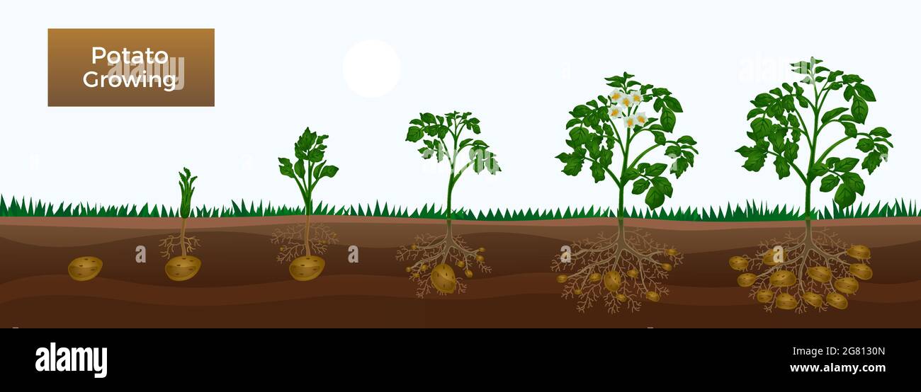 Kartoffelwachstum Stadien Horizontale P dagogische Gartenbanner Mit kartoffelwachstum-stadien-horizontale-p-dagogische-gartenbanner-mit