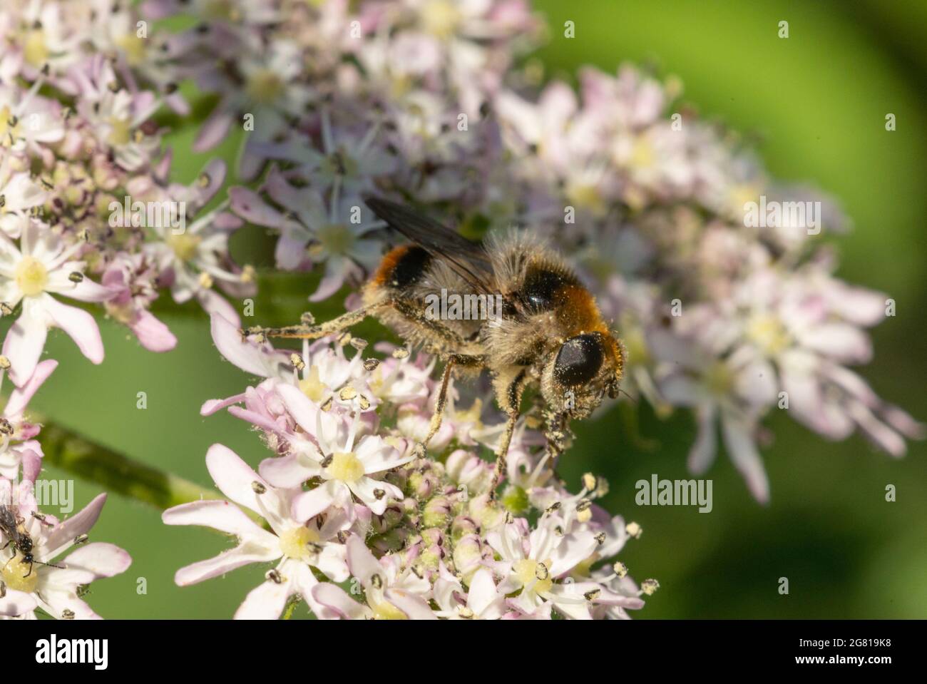 Schwebfliege Cheilosia illustraata, mit Pollen bedeckt, auf gewöhnlicher Schwalbenkraut in Lanarkshire, Schottland Stockfoto