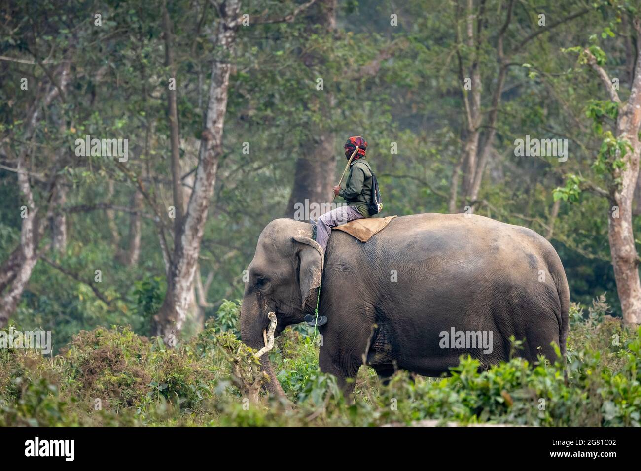 Ein Mann mit einem Stock, der auf dem Rücken eines Elefanten im Dschungel reitet. Stockfoto