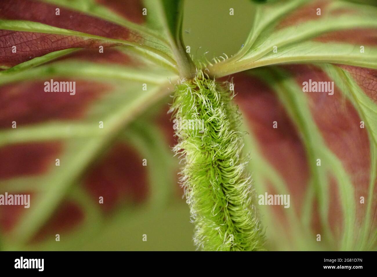 Ein schnes rotes Hinterblatt und behaarte Stngel von Philodendron  Verrucosum, einer beliebten Zimmerpflanze Stockfotografie - Alamy