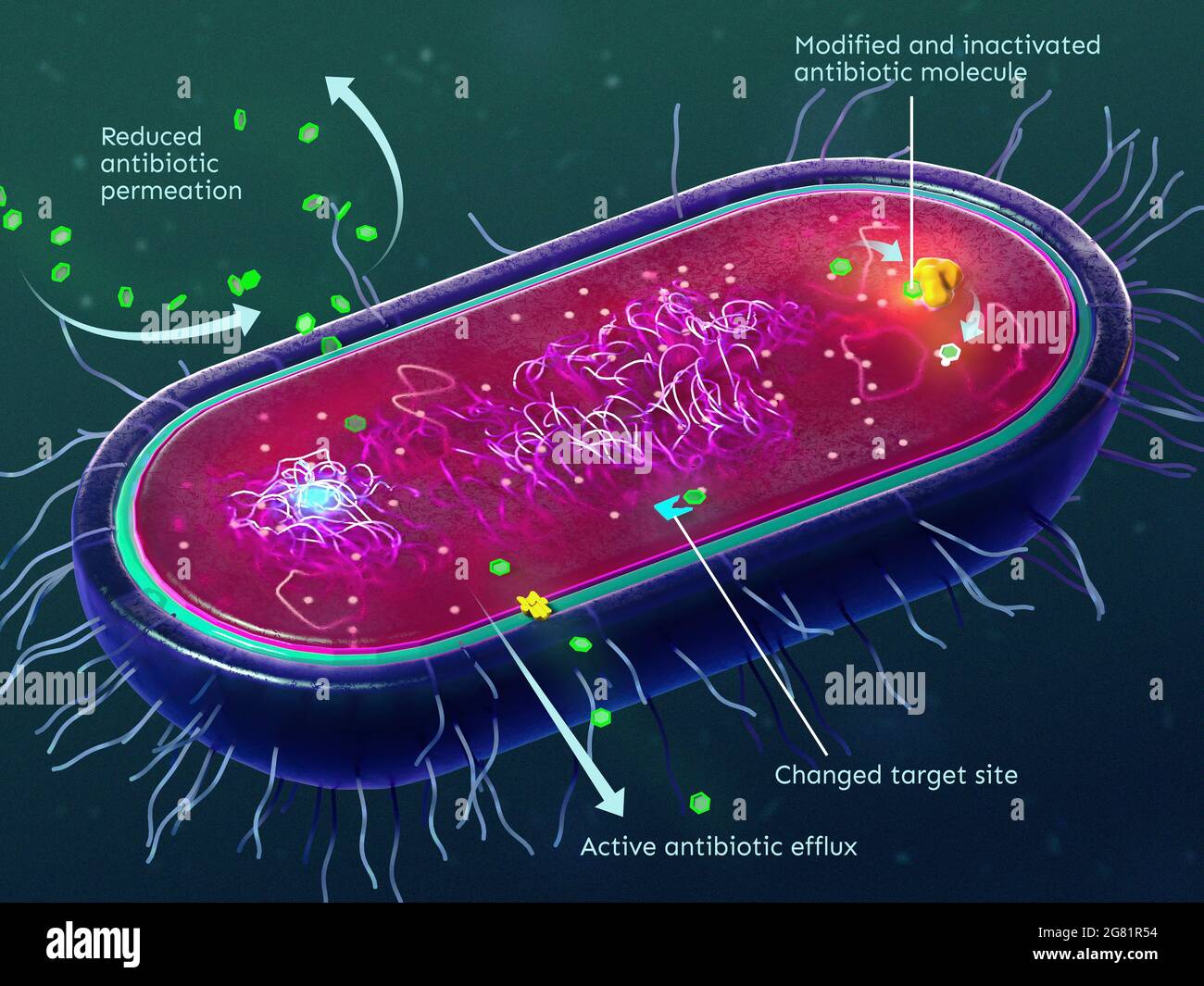 Mechanismen der Antibiotikaresistenz von Bakterien Stockfoto