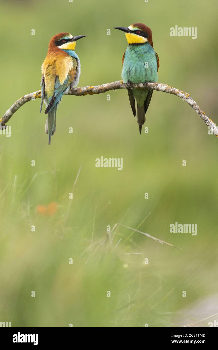 Vertikale Aufnahme von niedlichen Regenbogenbienenfressern, die auf einem Zweig sitzen Stockfoto