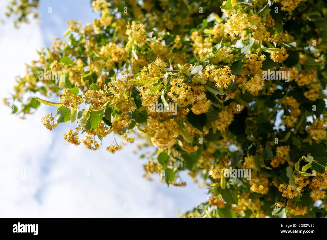 Zweige einer blühenden Linde gegen den Himmel. Stockfoto