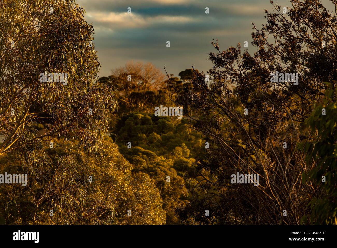 Sonnenuntergang über dem Buschland Stockfoto
