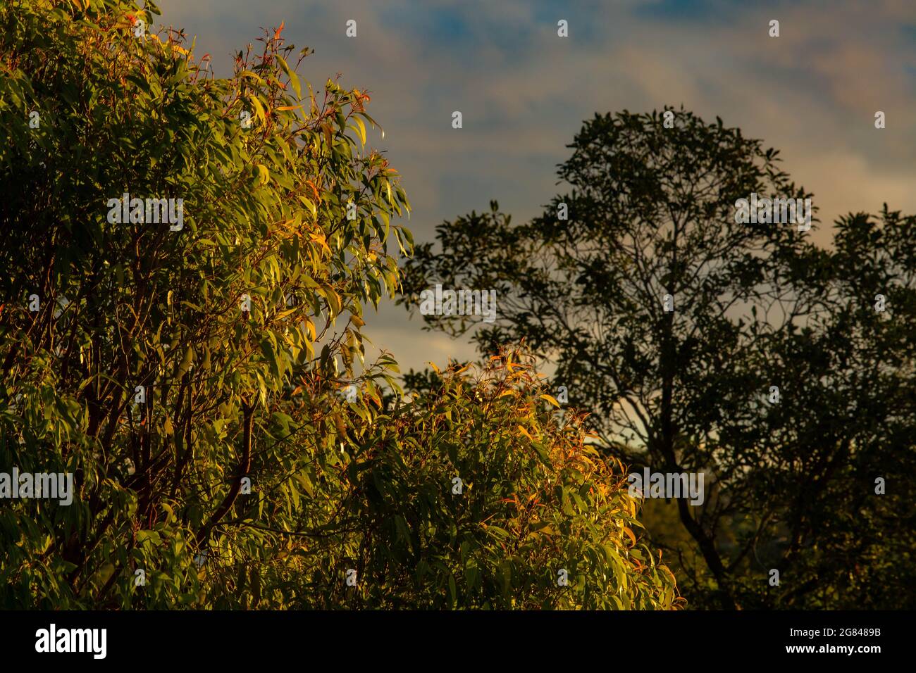 Gummibäume im Abendlicht Stockfoto