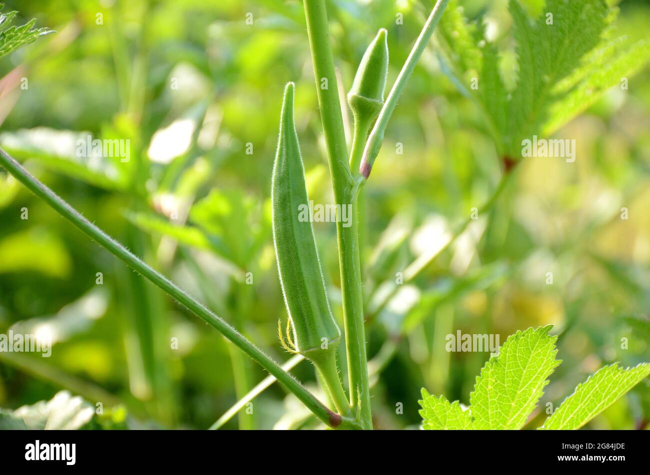 Closeup reifen grünen kastanienbraunen Marienkäfer mit Blättern und Pflanze wächst in der Farm über unscharf grünen Hintergrund. Stockfoto