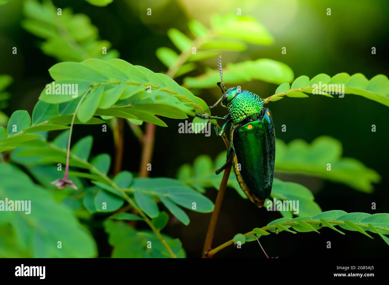 Ein metallischer Holzkäfer, Jewel Beetle, Buprestid (Sternocera aequisignata) in der Natur Stockfoto