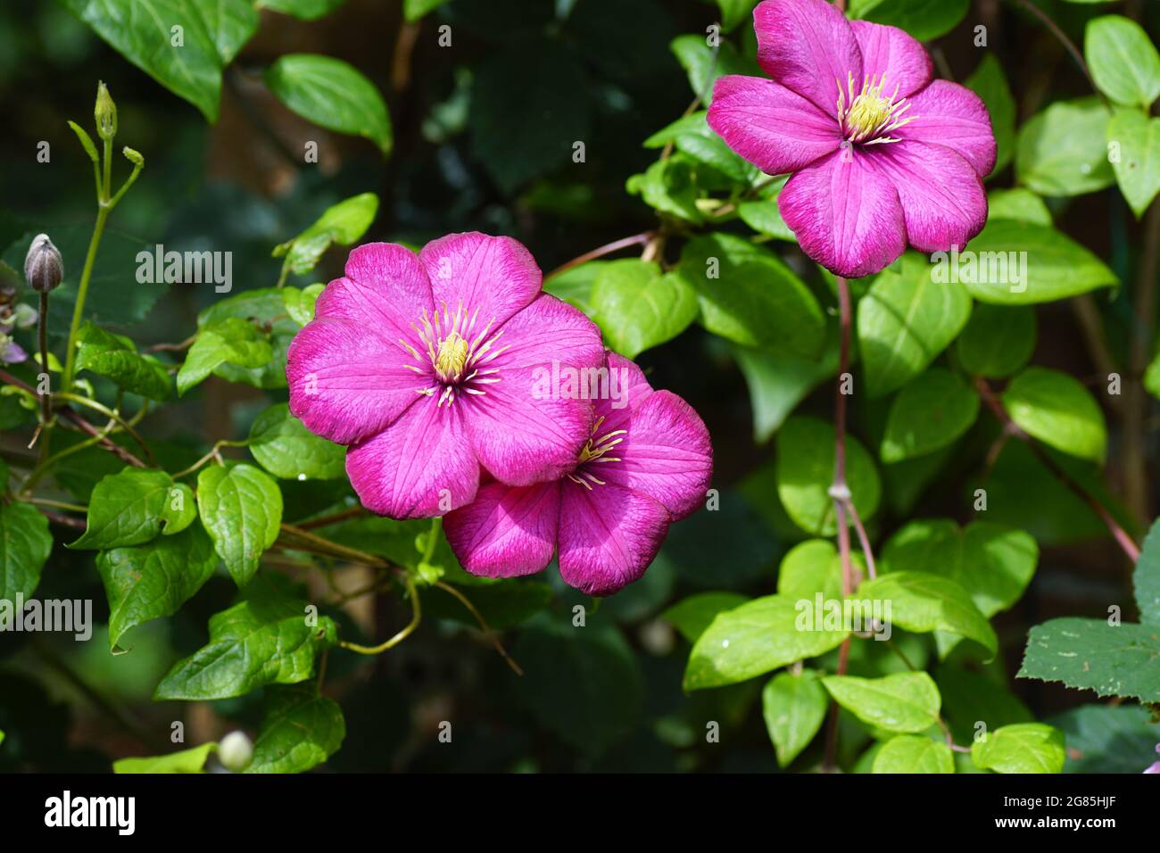 Lila karminrotes blatt Fotos und Bildmaterial in hoher Auflösung Alamy