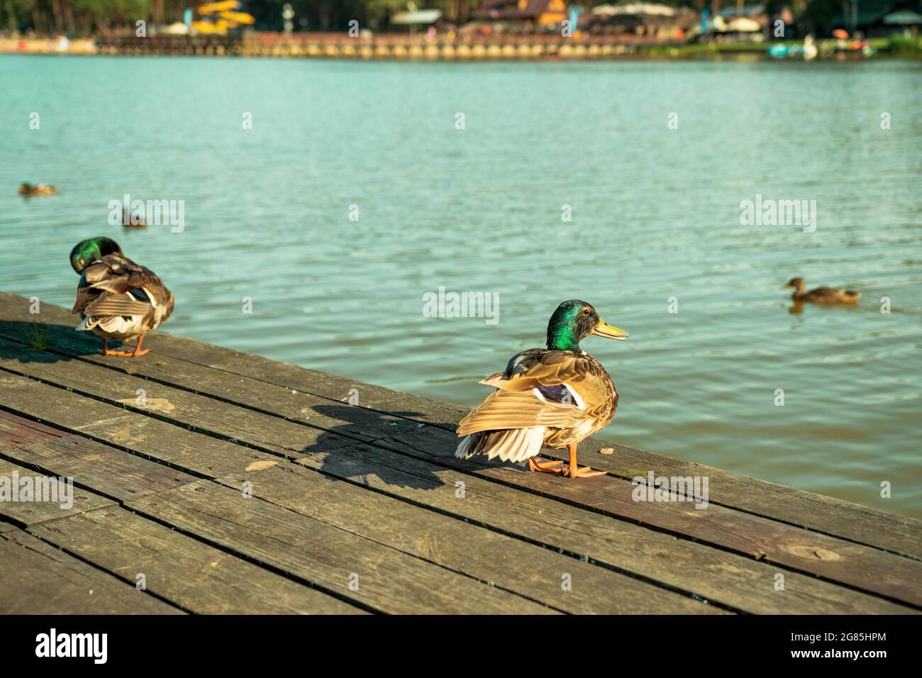 Ein paar Enten stehen auf einem hölzernen Pier. Blaues Wasser des Sees in Krasnobrod, Küste und weitere Enten im Hintergrund. Warmer, sonniger Tag. Krasnobró Stockfoto