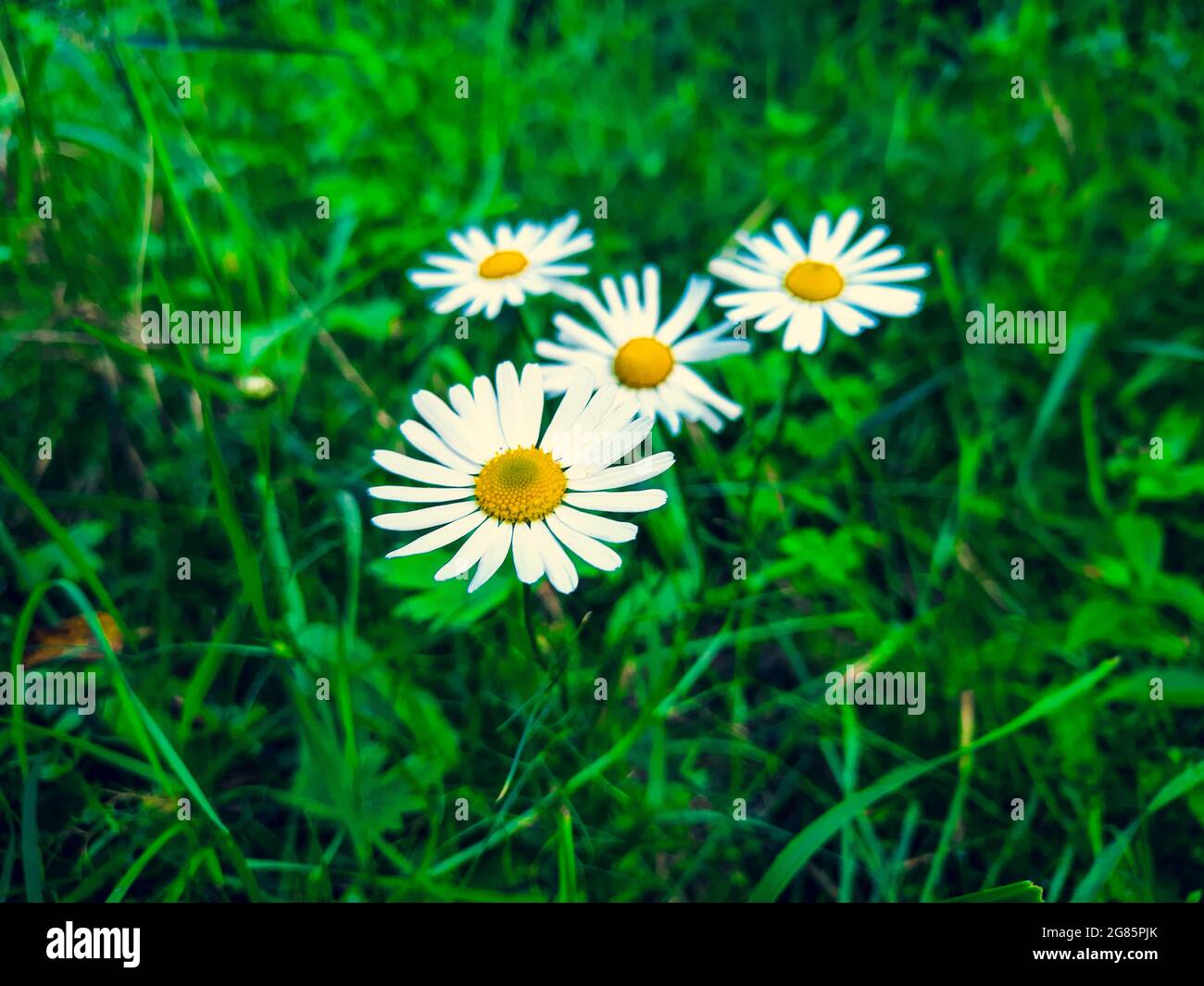 Nahaufnahme der Kamille im grünen Gras. Stockfoto