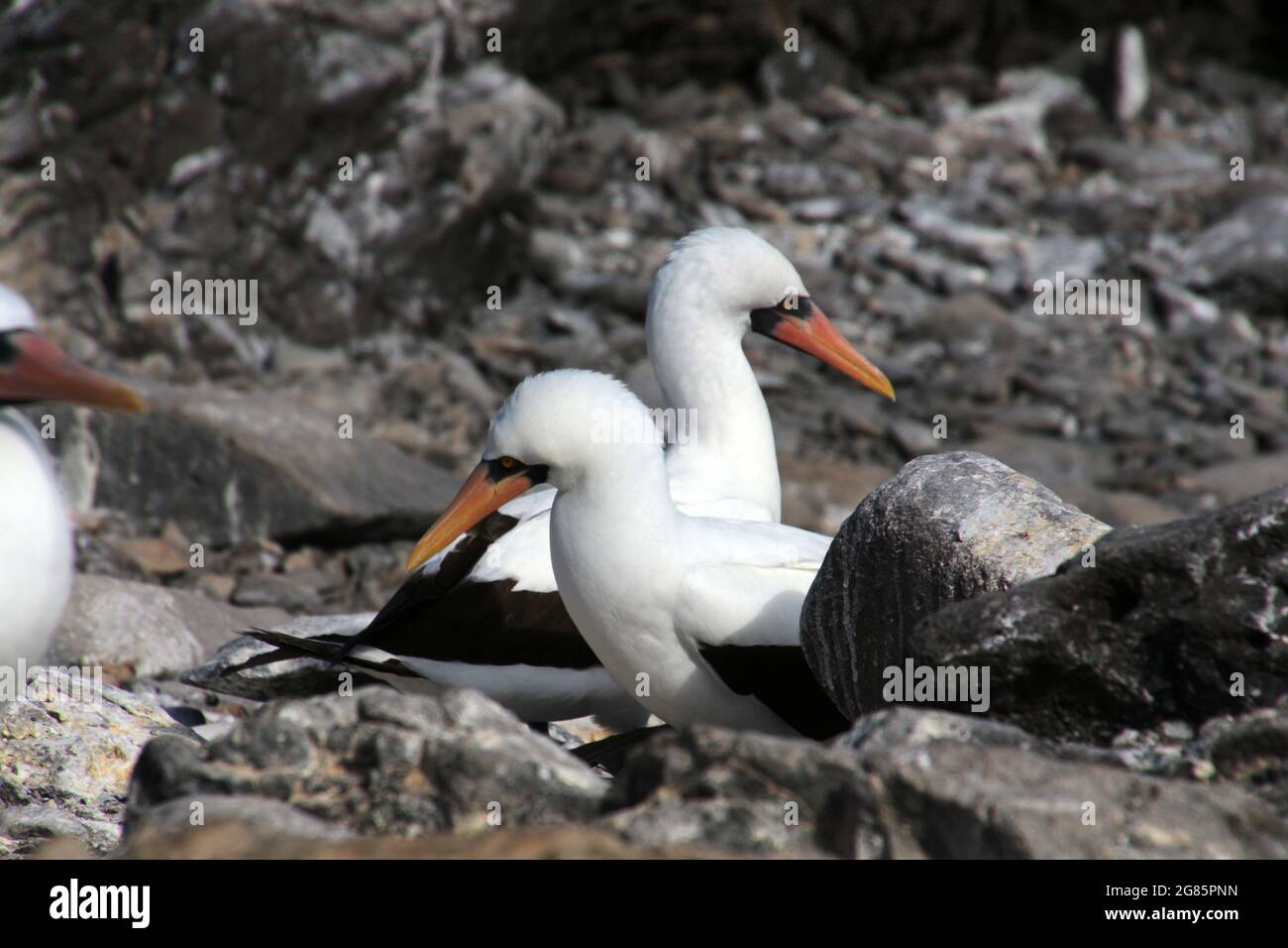 Masked booby oder Nazca booby, Galapagos Island, Ecuador, Südamerika Stockfoto