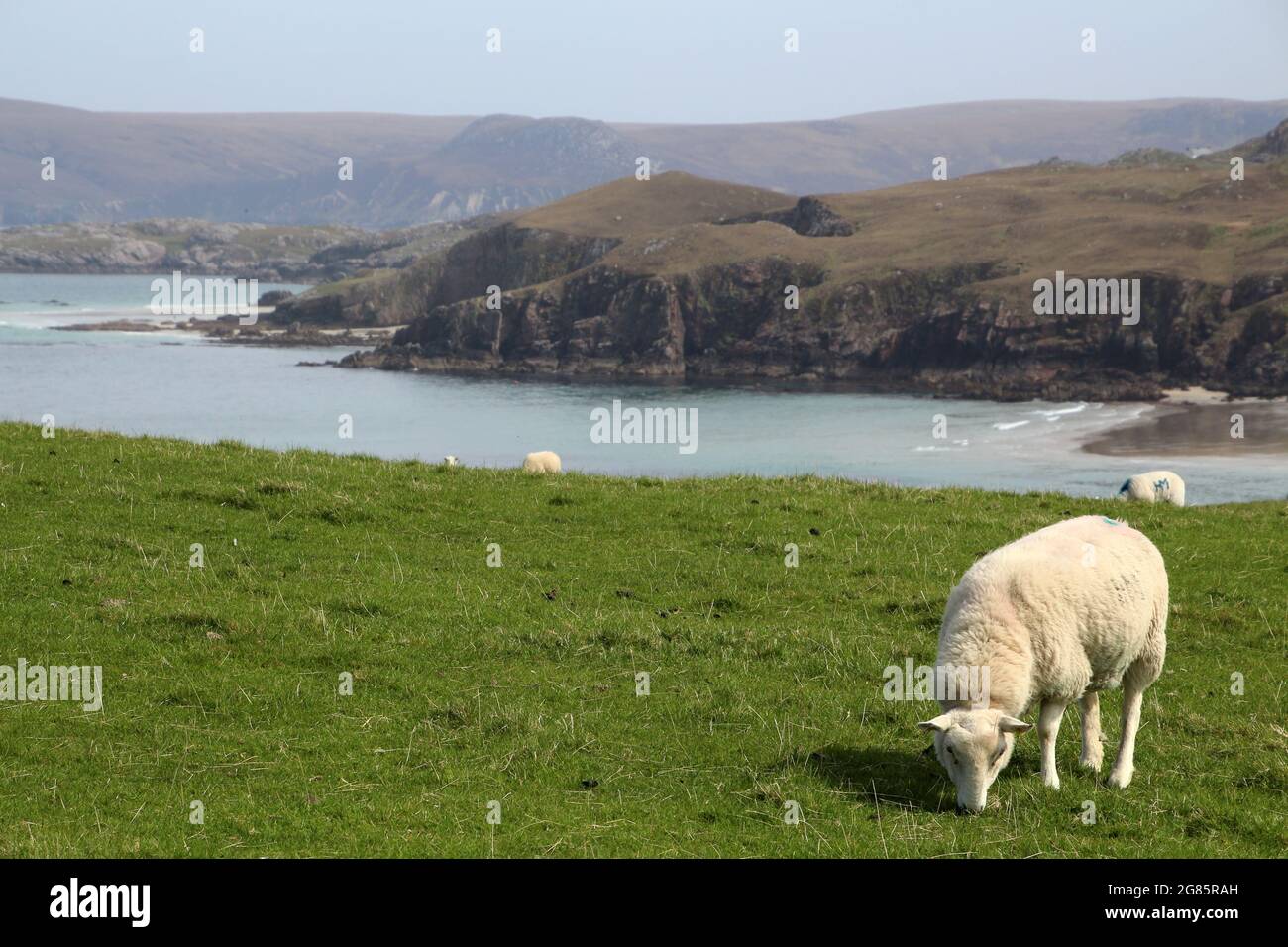 Schafe auf einer Wiese, Orkney, Schottland Stockfoto