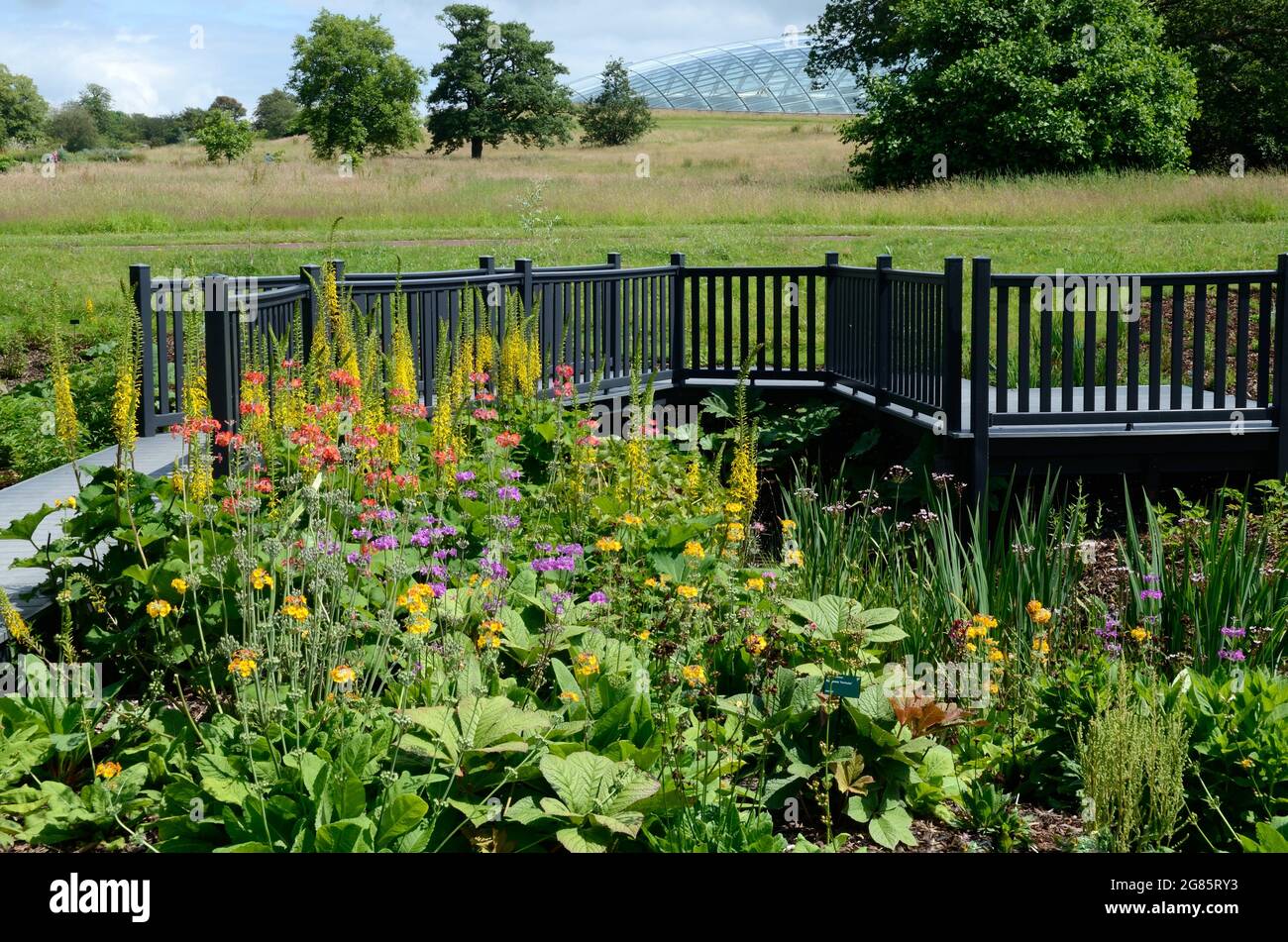 Fußweg durch den Wassergarten mit Blumen und Pflanzen National Botanical Garden of Wales Llanarthney Carmarthenshire Wales Stockfoto