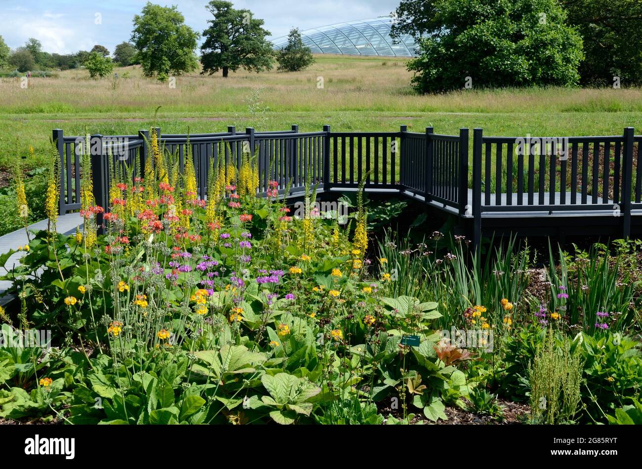 Fußweg durch den Wassergarten mit Blumen und Pflanzen National Botanical Garden of Wales Llanarthney Carmarthenshire Wales Stockfoto