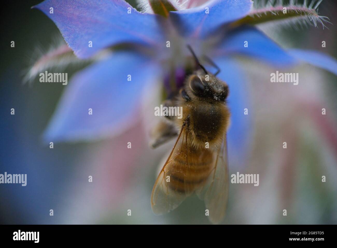 Eine westliche Honigbiene, APIs mellifera, sammelt in Nahaufnahme Pollen von einer wunderschönen blauen Kornblume Stockfoto