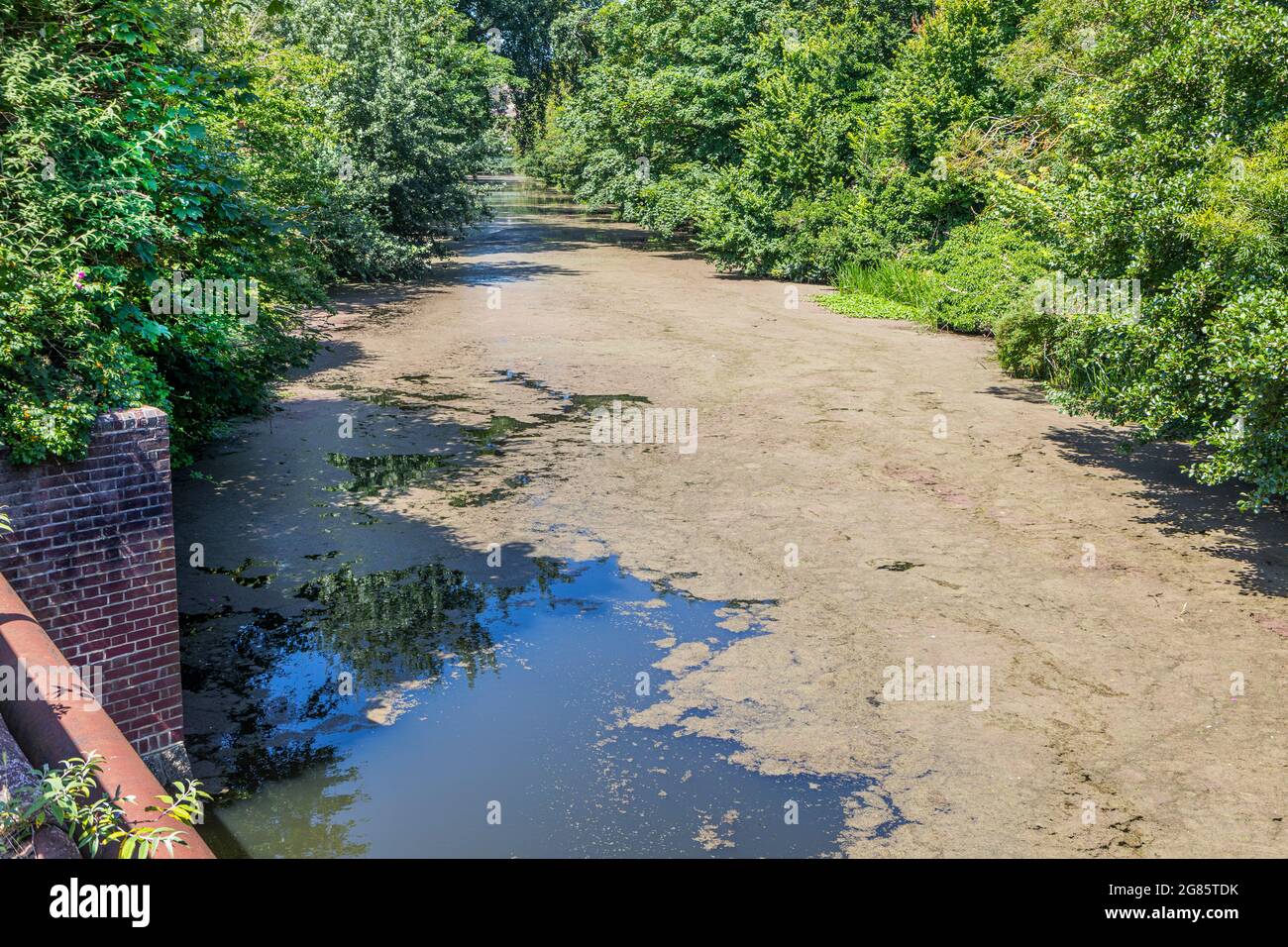 Der Royal Military Canal, Hythe mit Algen bedeckt. Stockfoto