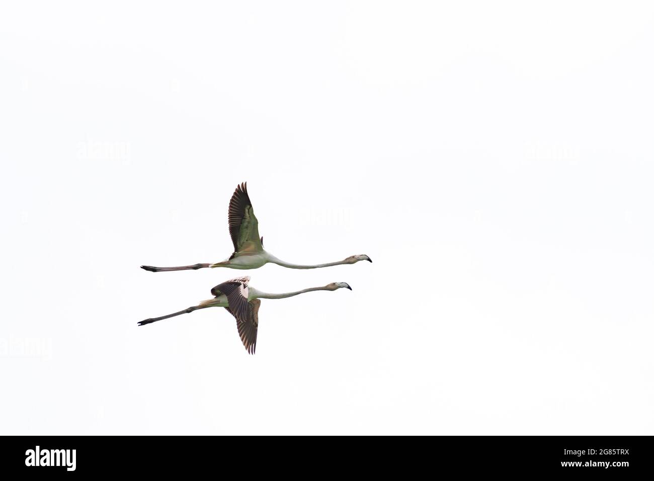 Zwei Flamingos fliegen mit ausgestreckten Flügeln auf Weiß Stockfoto