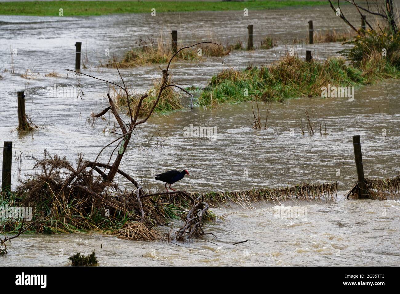 ÜBERFLUTETE WEIDE, BESCHÄDIGTE PADDOCKS. Motueka, Neuseeland 17. Juli 2021. Hochwasser führt durch Paddocks und Zäune. Hohe Böden bieten eine Ruhepause für eine Pukeko, eine neuseeländische Sumpfhenne, während Überschwemmungen, die die neuseeländische Südinsel überschwemmten. © Anne Webber / Alamy Live News Stockfoto