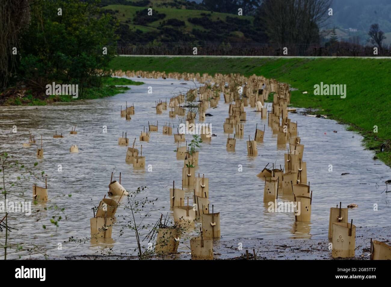 NEUE BAUMANPFLANZUNGEN ÜBERSCHWEMMT VON HOCHWASSER. Motueka, Neuseeland 17. Juli 2021. Neue Pflanzungen zur Bekämpfung des Klimawandels werden während der Überschwemmungen auf der Südinsel Neuseelands durch den überfluteten Motueka River überschwemmt. © Anne Webber / Alamy Live News Stockfoto