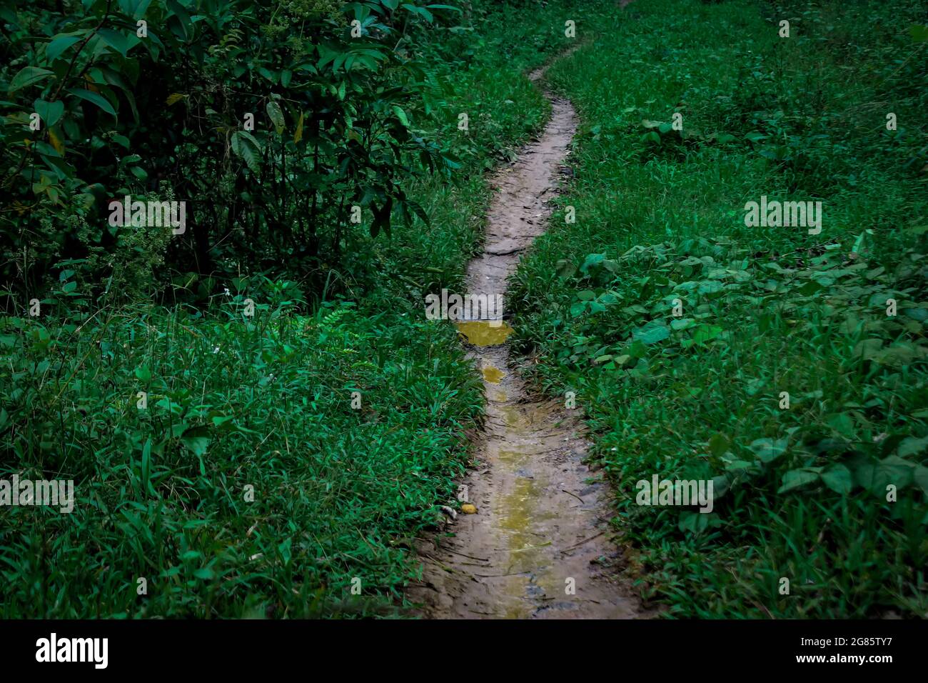 Der Weg zur Plantage, der nur von zweirädrigen Fahrzeugen befahren werden kann Stockfoto