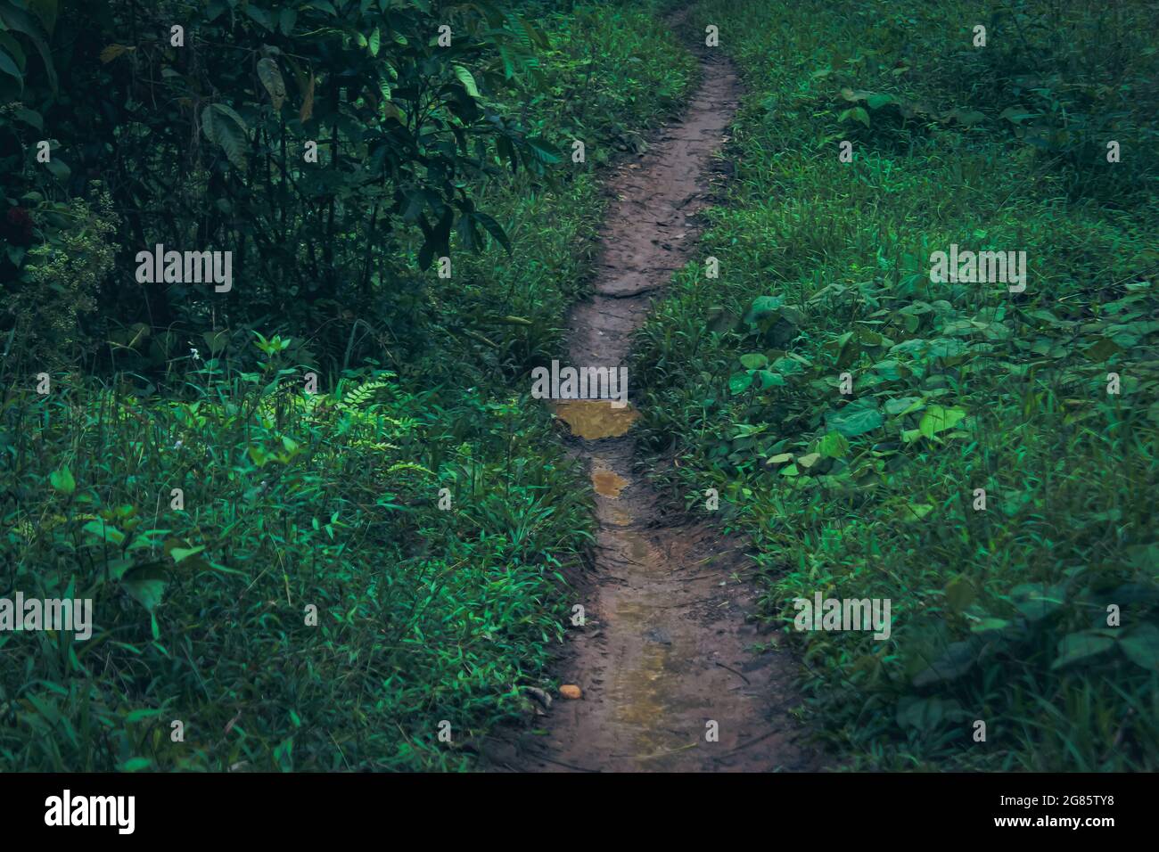 Der Weg zur Plantage, der nur von zweirädrigen Fahrzeugen befahren werden kann Stockfoto