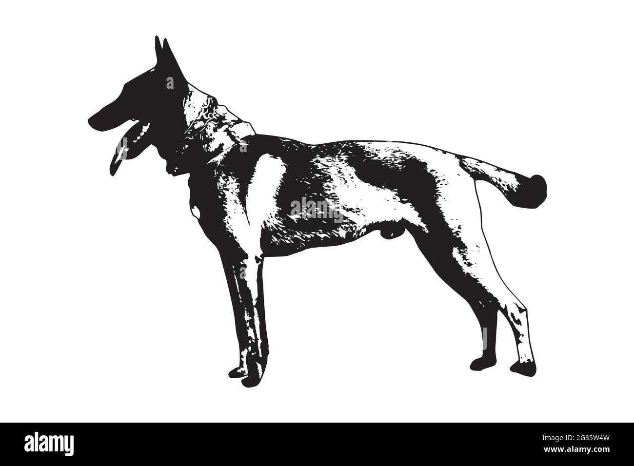 Schwarz-weißes Porträt eines Hundes mit Zunge und Schwanz, die auf Weiß herausragen. Erwachsener belgischer Schäferhund oder Malinois. Seitenansicht. Vektor-Abb. Stock Vektor