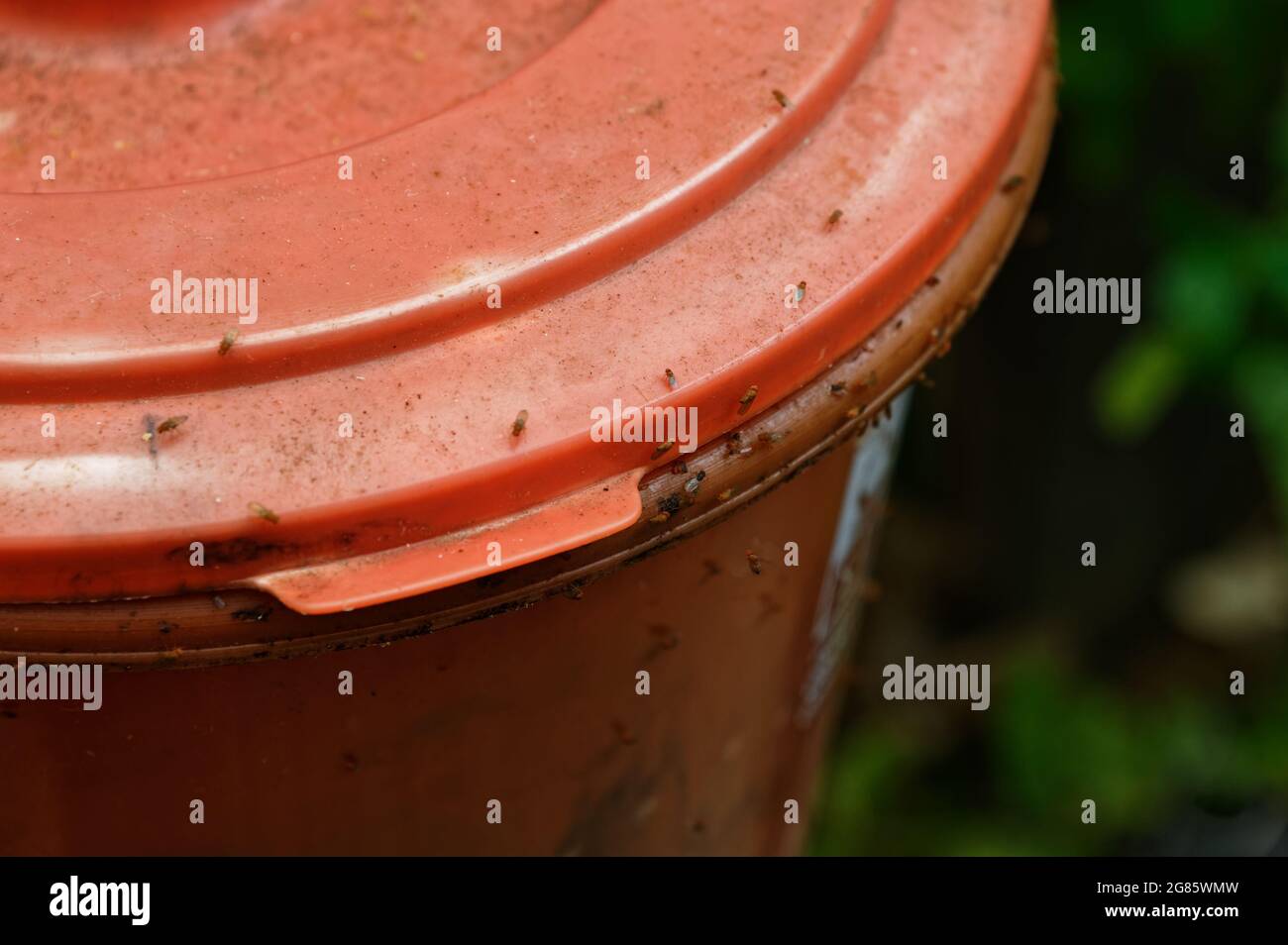 Ein Kompostbehälter hat die Fruchtfliegen angezogen Stockfoto