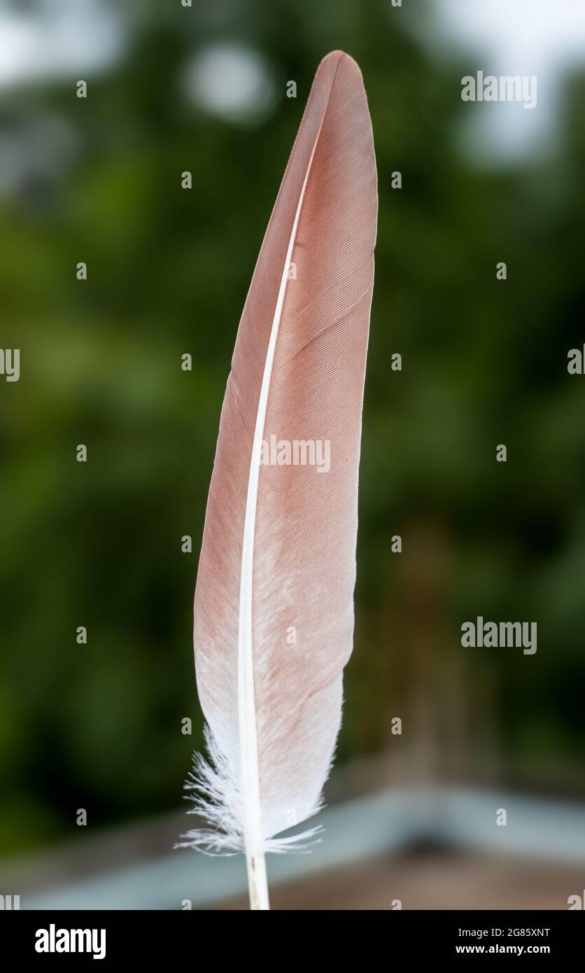 Rötliche Taubenfeder aus der Nähe vor einem weichen Bokeh-Hintergrund Stockfoto