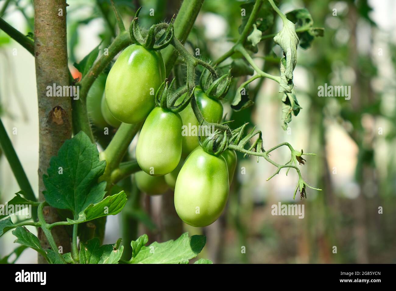 Tomaten Pflanzen im Gewächshaus grüne Tomaten Plantage. Der ökologische