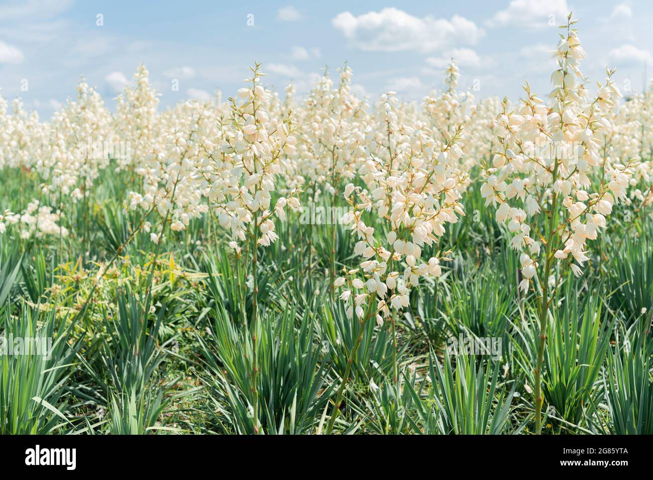 Wachsendes Feld von yuka Hintergrund. Dekorativ blühender Busch. Weiße Blumen im Sommerpark Stockfoto