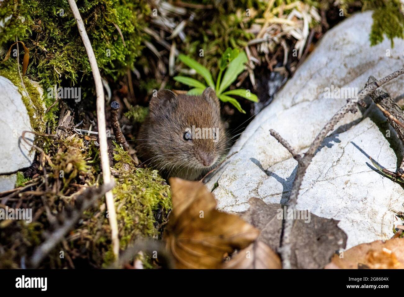 Kleine braune Maus im dichten Wald. Tier in der Natur Lebensraum. Stockfoto